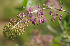 Callicarpa japonica luxurians