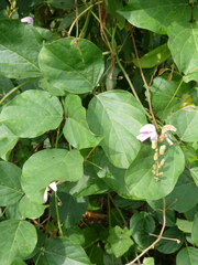 Canavalia cathartica