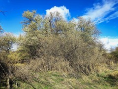 Elaeagnus angustifolia
