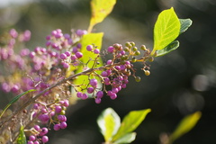 Callicarpa japonica luxurians