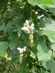 Canavalia cathartica