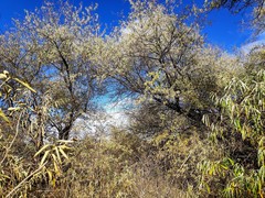 Elaeagnus angustifolia