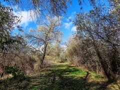 Elaeagnus angustifolia