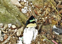 Perisama tryphena cauca