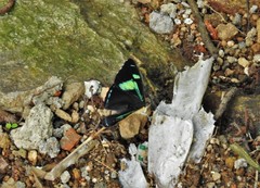 Perisama tryphena cauca