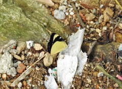 Perisama tryphena cauca