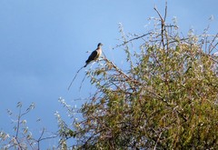 Columba palumbus