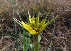 Tragopogon dubius