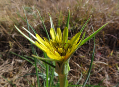 Tragopogon dubius