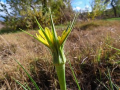 Tragopogon dubius