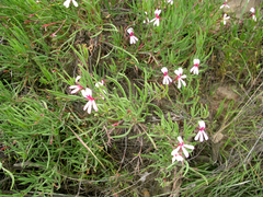 Pelargonium laevigatum