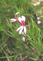 Pelargonium laevigatum