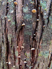 Phaeomarasmius rimulincola
