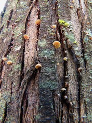 Phaeomarasmius rimulincola