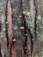 Phaeomarasmius rimulincola