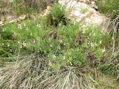 Pelargonium laevigatum