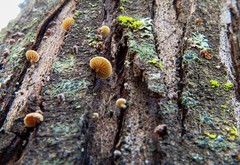 Phaeomarasmius rimulincola