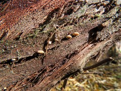 Phaeomarasmius rimulincola
