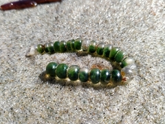 Chaetomorpha coliformis