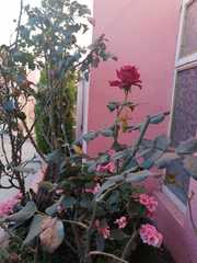 Rosa