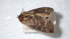 Abrostola