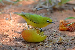 Zosterops anderssoni