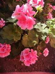 Pelargonium × hybridum