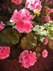Pelargonium × hybridum