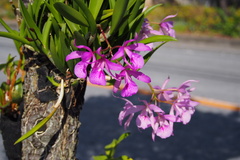 × Brassocattleya