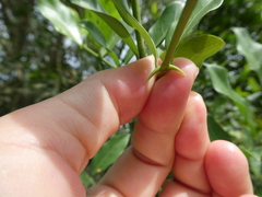 Oxyceros longiflorus