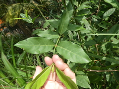 Oxyceros longiflorus