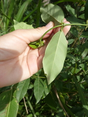 Oxyceros longiflorus