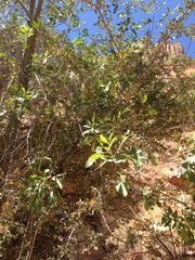 Fraxinus anomala