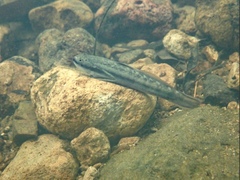 Threadfin Goby photo 2