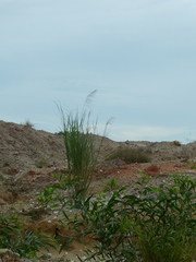 Saccharum spontaneum