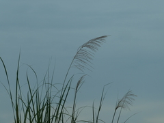 Saccharum spontaneum