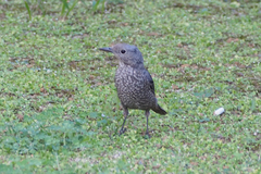 Monticola solitarius