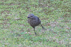 Monticola solitarius