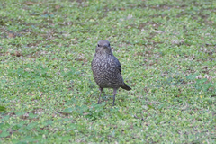 Monticola solitarius