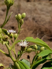 Vernonia kenteocephala image