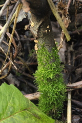 Hymenoscyphus imberbis