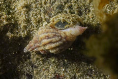 Cominella quoyana