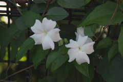 Thunbergia fragrans