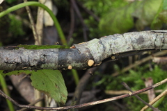 Hymenoscyphus imberbis