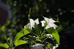 Thunbergia fragrans