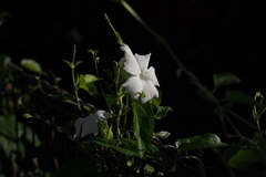 Thunbergia fragrans