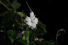 Thunbergia fragrans