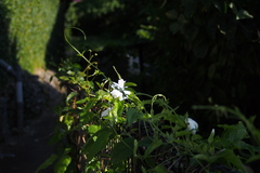 Thunbergia fragrans