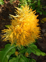Celosia argentea plumosa