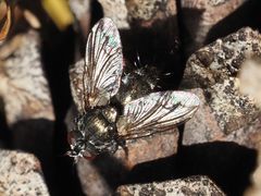 Periscepsia spathulata